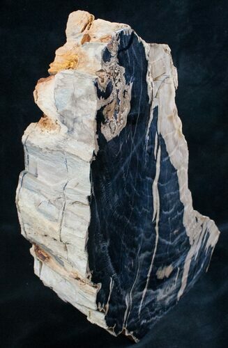 Wyoming Petrified Beech Wood Section - Tall #8168